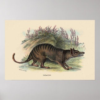 Tasmanian wolf poster