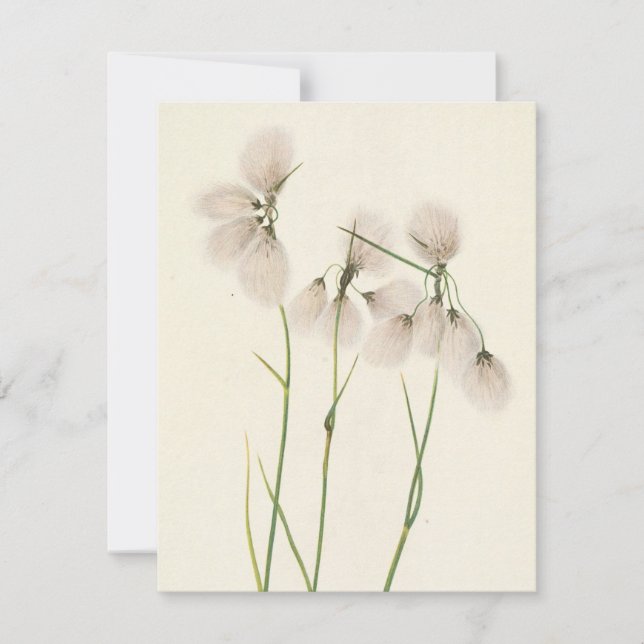 Tassel Cottongrass by Mary Vaux Walcott Note Card (Front)