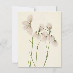 Tassel Cottongrass by Mary Vaux Walcott Note Card