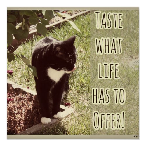 Taste Life Motivational Cat Photo Quote Poster