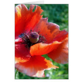 Tattered Red Poppy Flower (Front)