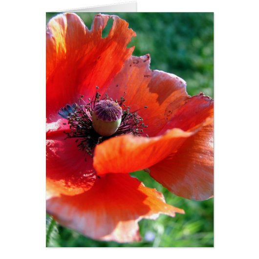 Tattered Red Poppy Flower Cards (Front)