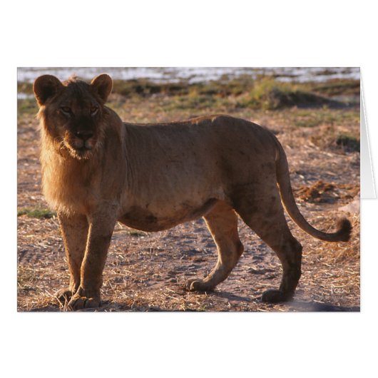 Tau, Lion, Photo (Front Horizontal)