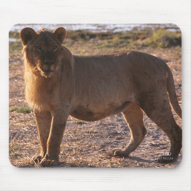 Tau, Lion, Photo Mouse Pad (Front)