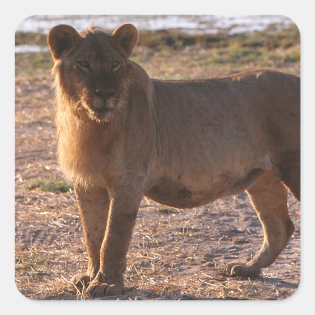 Tau, Lion, Photo Square Sticker (Front)