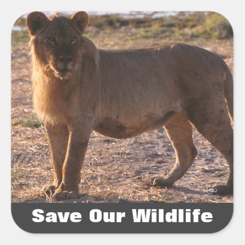 Tau Save Our Wildlife Square Sticker