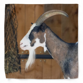 Tauernschecken-Ziege Bandana