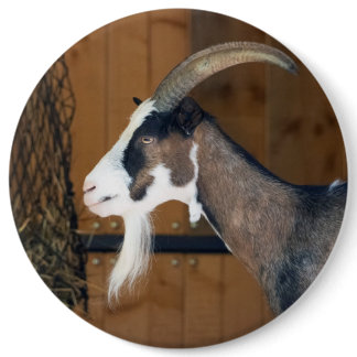 Tauernschecken-Ziege Button