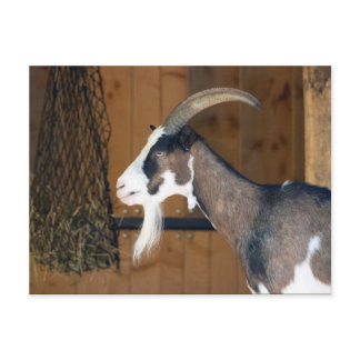 Tauernschecken-Ziege Postcard