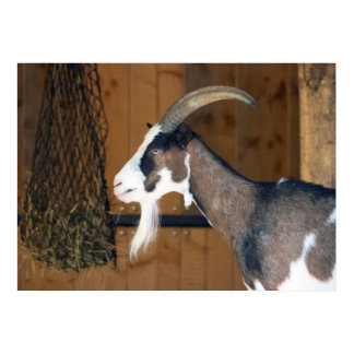 Tauernschecken-Ziege Poster