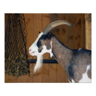 Tauernschecken-Ziege Poster