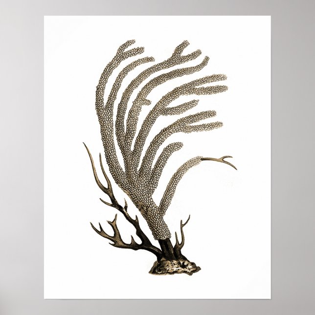 Taupe Sea Coral no.2 Beach Wall Art (Front)
