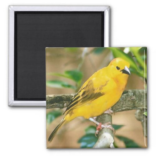 Taveta Golden Weaver Bird Photo Magnet