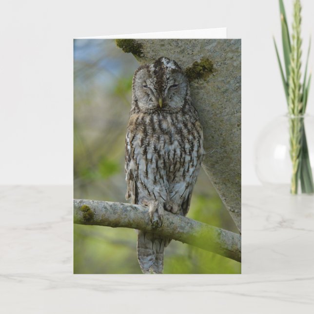 Tawny adult card (Front)
