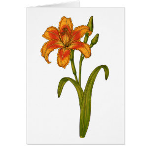 Tawny daylily cards
