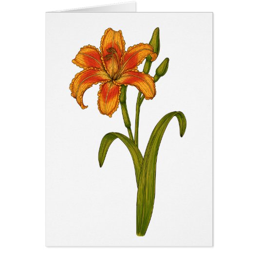 Tawny daylily cards (Front)