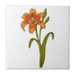 Tawny daylily ceramic tile<br><div class="desc">Hand drawn botanical illustration of a tawny daylily</div>