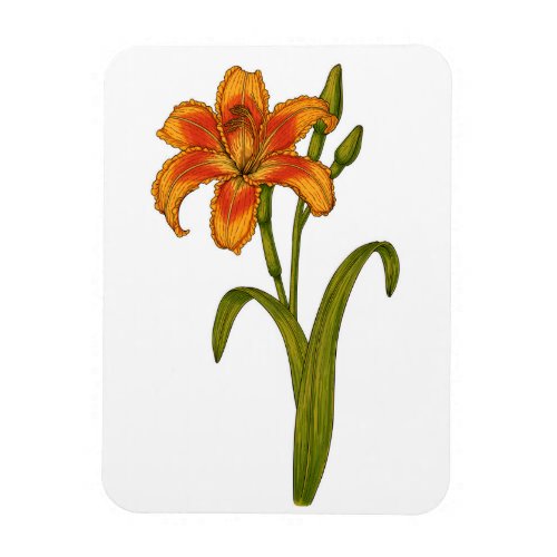 Tawny daylily magnet