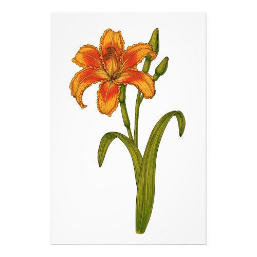 Tawny daylily photo print