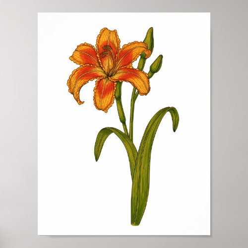 Tawny daylily poster