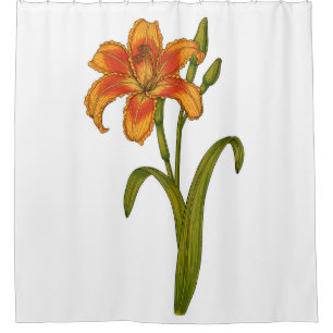 Tawny daylily shower curtain