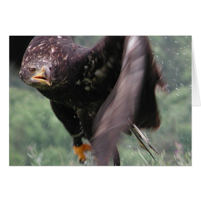 Tawny Eagle Cards (Front Horizontal)