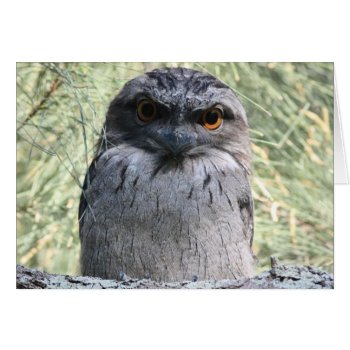 Tawny Frogmouth by apollosgirl at Zazzle