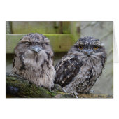 Tawny Frogmouth Birds (Front Horizontal)