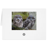 Tawny Frogmouth Birds (Back Horizontal)