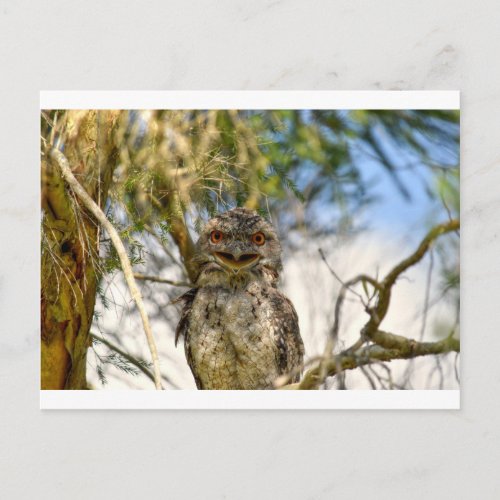 TAWNY FROGMOUTH RURAL QUEENSLAND AUSTRALIA POSTCARD