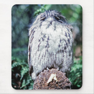 Tawny Frogmouth, Tasmania - Australia Mouse Pad