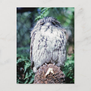 Tawny Frogmouth, Tasmania - Australia Postcard