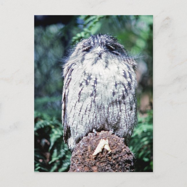 Tawny Frogmouth, Tasmania - Australia Postcard (Front)
