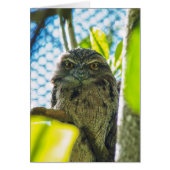 Tawny is No Owl (Front)