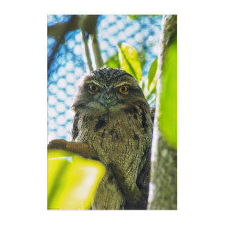 Tawny is No Owl Acrylic Print