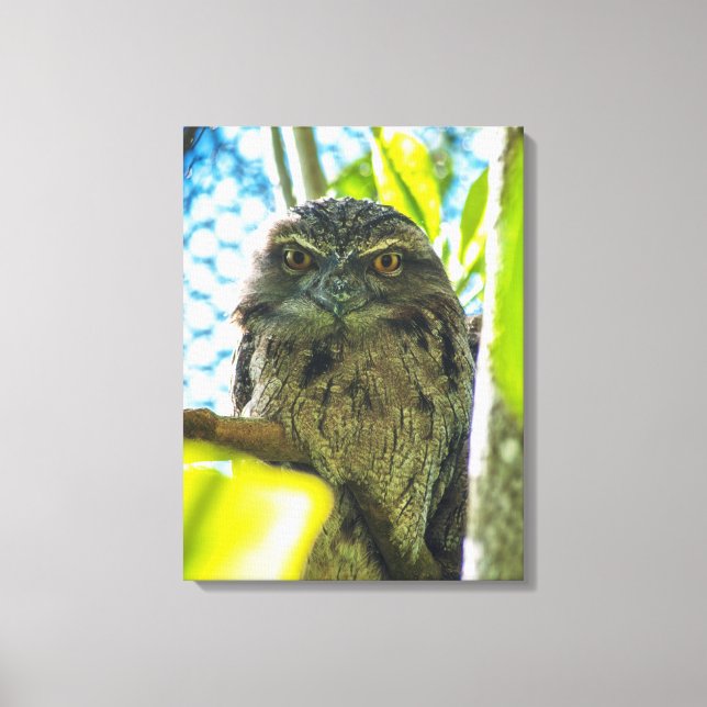 Tawny is No Owl Canvas Print (Front)