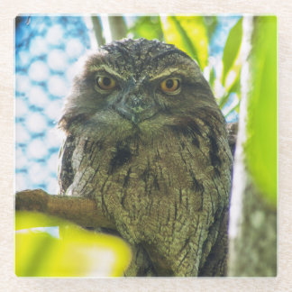 Tawny is No Owl Glass Coaster
