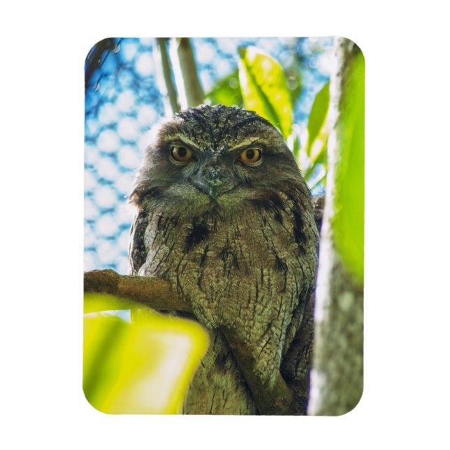 Tawny is No Owl Magnet (Vertical)