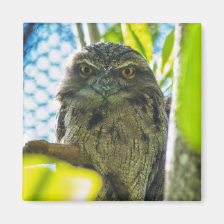 Tawny is No Owl Magnet