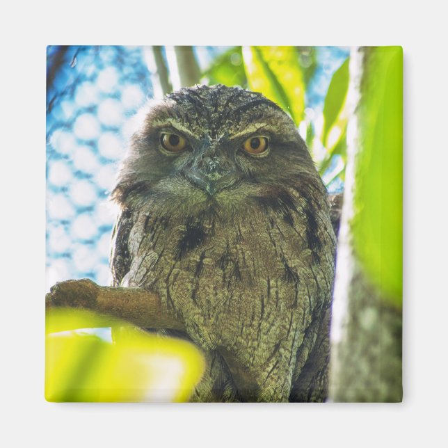 Tawny is No Owl Magnet (Front)