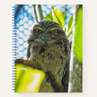 Tawny is No Owl Notebook