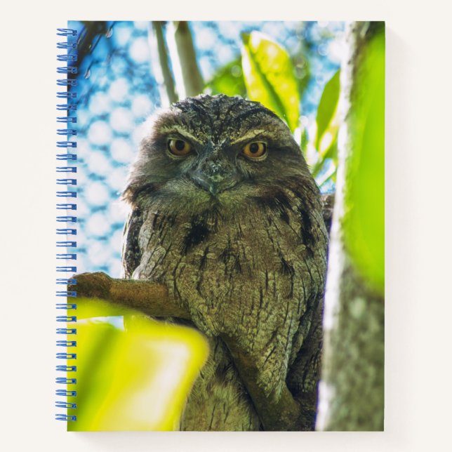 Tawny is No Owl Notebook (Front)