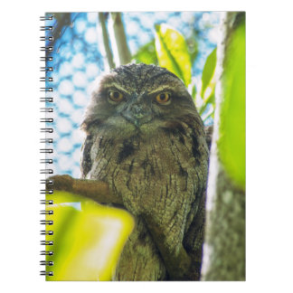 Tawny is No Owl Notebook