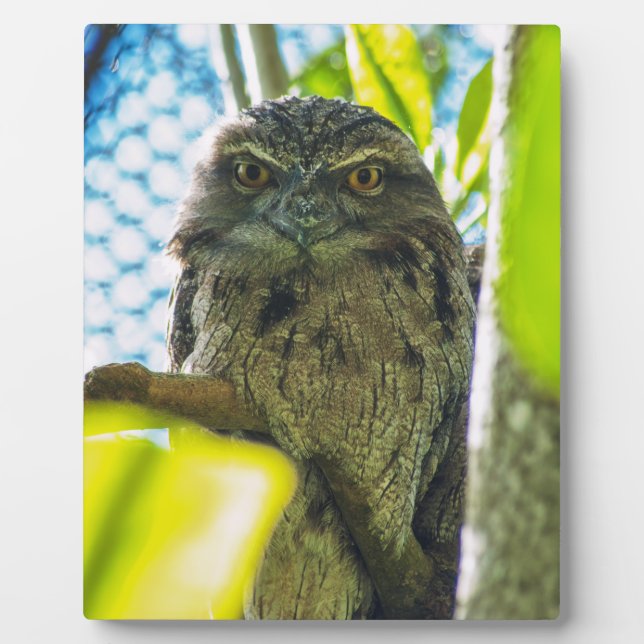 Tawny is No Owl Plaque (Front)