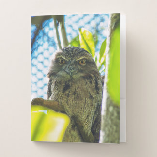 Tawny is No Owl Pocket Folder