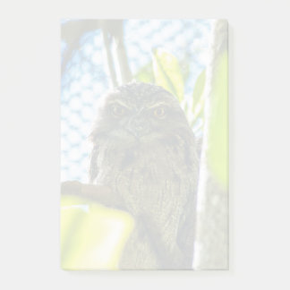 Tawny is No Owl Post-it Notes