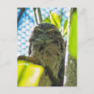 Tawny is No Owl Postcard