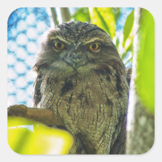 Tawny is No Owl Square Sticker