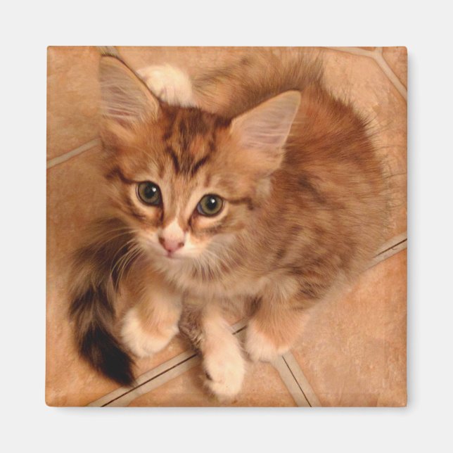 Tawny Kitty Magnet (Front)