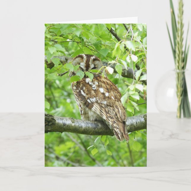 Tawny owl bird card (Front)